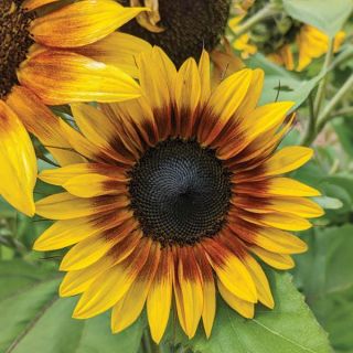 Firecracker Sunflower Thumbnail